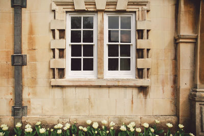 Flowers growing by closed window of old building by