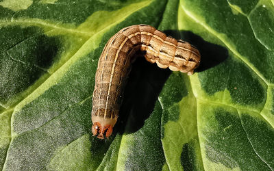 High angle view of insect on leaf