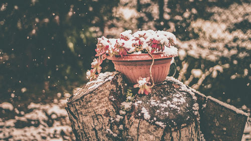 Close-up of red flower pot on field