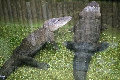 Two crocodiles in terrarium
