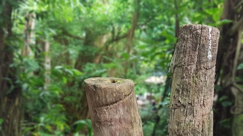 Close-up of tree stump in forest