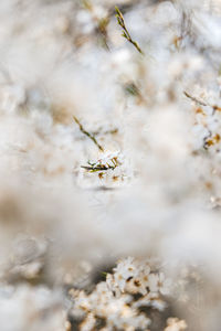 Close-up of insect on plant