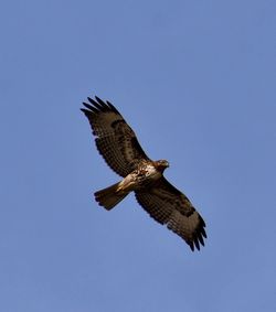 Low angle view of eagle flying against clear blue sky