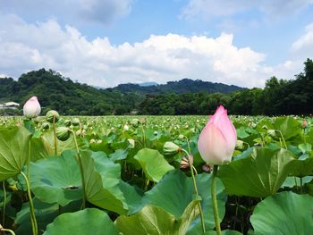 Lotus water lily flower buds and pods growing in pond against sky