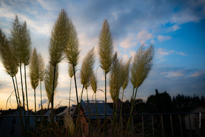 Panoramic shot of trees on field against sky