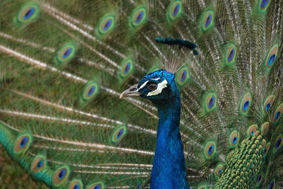 peacock