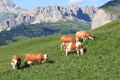 High angle view of cows grazing on mountain