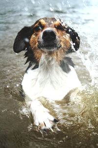 Portrait of dog swimming in water