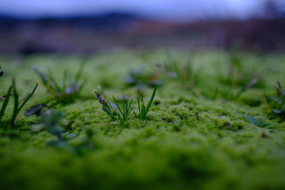 Close-up of plants growing on field