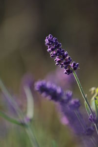 Close-up of purple flower