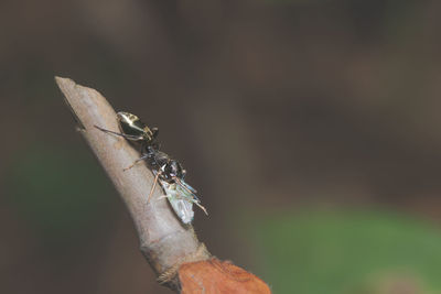 Close-up of fly on plant