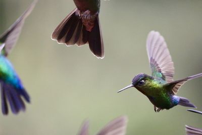 Close-up of bird flying against blurred background