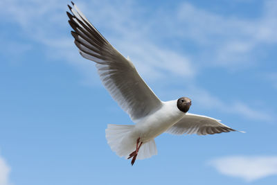 Low angle view of black-headed gull flying against sky