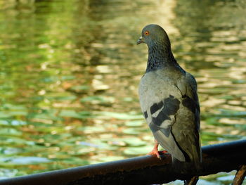 Close-up of bird perching outdoors