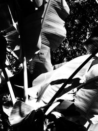 Low angle view of tree against sky