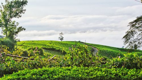 Plants growing on land against sky