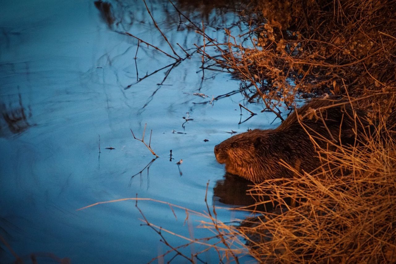 water, tranquility, lake, nature, reflection, beauty in nature, tranquil scene, waterfront, outdoors, high angle view, day, scenics, one person, bare tree, branch, blue, tree, rippled, plant, standing water