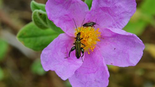 Close-up of insect on purple flower