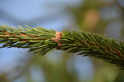 Close-up of pine needles against sky