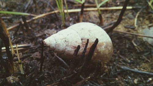 Close up of plant against blurred background