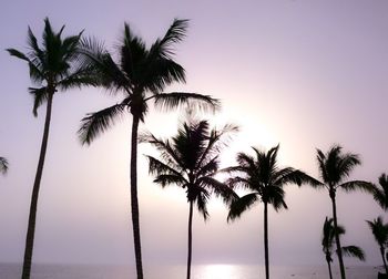 Low angle view of palm trees against romantic sky