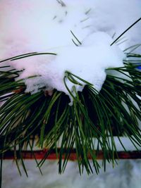 Close-up of white flowers on tree against sky