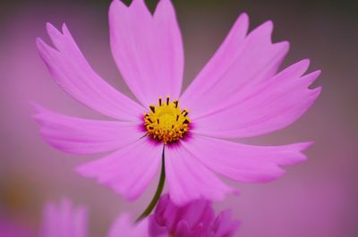 Close-up of pink cosmos flower blooming outdoors