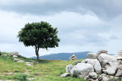 Tree on rock against sky