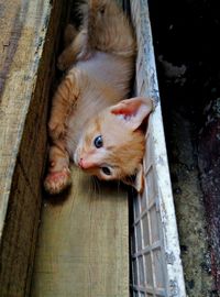 High angle view of cat