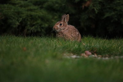 Close-up of rabbit on grassy field