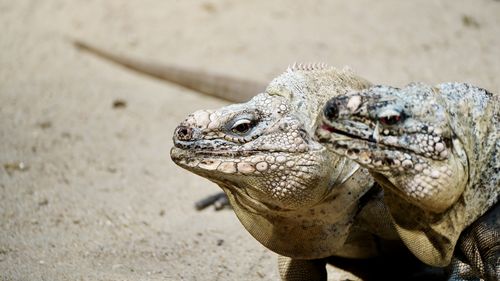 Close-up of iguana