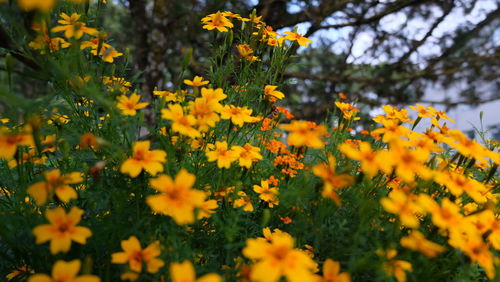 Close-up of yellow flowering plants on field