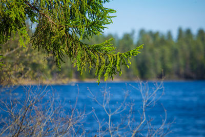 A beautiful spring landscape of forest lake. seasonal scenery of northern europe.