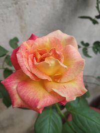 Close-up of pink rose