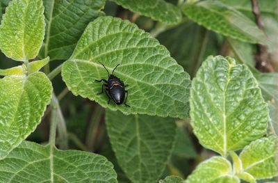 Close-up of black beetle on leaf