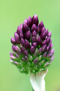 Close-up of allium flower bud