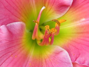 Close-up of pink hibiscus