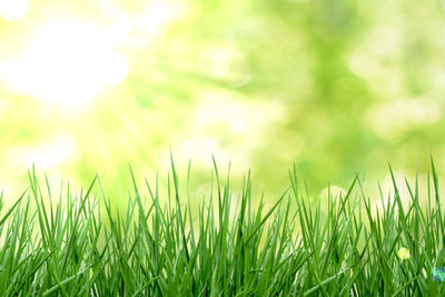 Close-up of grass growing on field