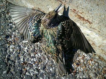 Close-up of peacock