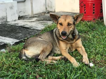 Portrait of dog relaxing on field