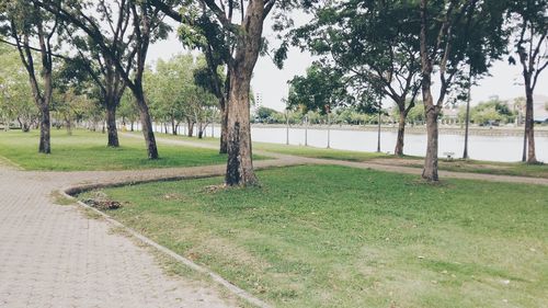 Trees in park