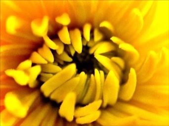 flower, petal, flower head, freshness, fragility, yellow, beauty in nature, close-up, pollen, single flower, growth, nature, full frame, extreme close-up, selective focus, stamen, macro, blooming, backgrounds, in bloom