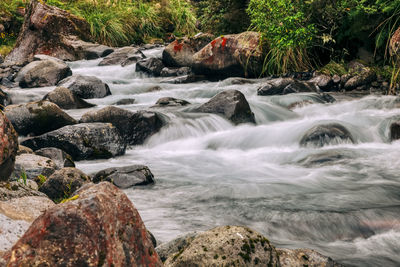 Scenic view of river in forest