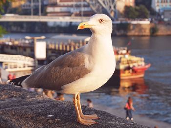 Close-up of seagull perching outdoors