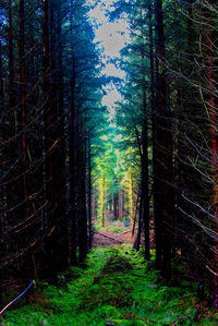 Trees in forest against sky