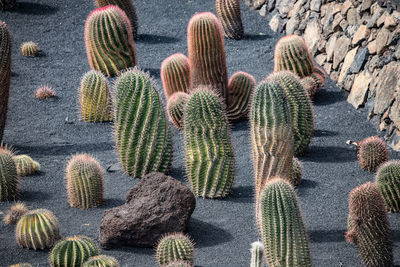 Full frame shot of succulent plants