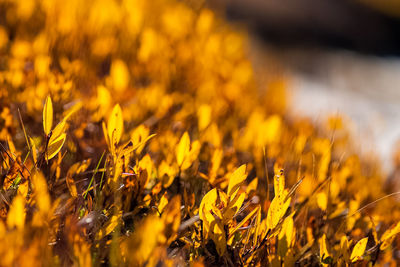 Close-up of yellow flowering plant on field