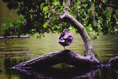 Close-up of bird standing on one leg