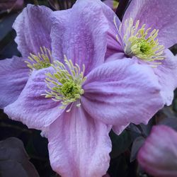 Close-up of flower blooming outdoors