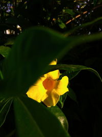 Close-up of yellow flowering plant